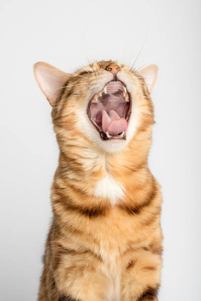 istock Yawning bengal cat on a white background. 1412241974