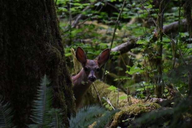 istock Fawn in Hoh National Forest 1412242228
