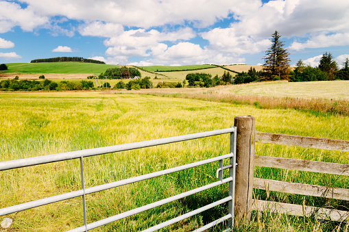 Steel Fence and Gate in Rural Ranch Setting - Fence for livestock management.