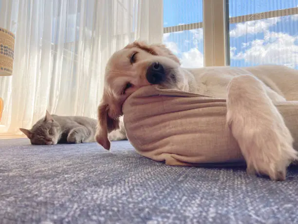 Photo of Close up Cute cat and golden retriever dog chilling and sleeping together on dog bed
