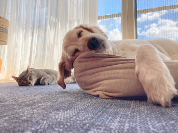 close up cute cat and golden retriever dog chilling and sleeping together on dog bed - dog tranquil scene pets animals and pets imagens e fotografias de stock