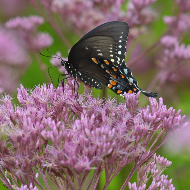 Spicebush swallowtail butterfly on Joe-Pye weed, midsummer