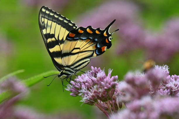 istock Tiger swallowtail butterfly balanced on Joe-Pye weed 1412243375