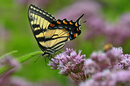 Side view of eastern tiger swallowtail butterfly (female) balancing precariously atop Joe-Pye weed, midsummer. Taken in a meadow in Connecticut's northwest hills.