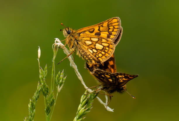 istock Carterocephalus palaemon (PALLAS, 1771) Yellow-cubed skipper DE, NRW, Dollendorf 1412243475