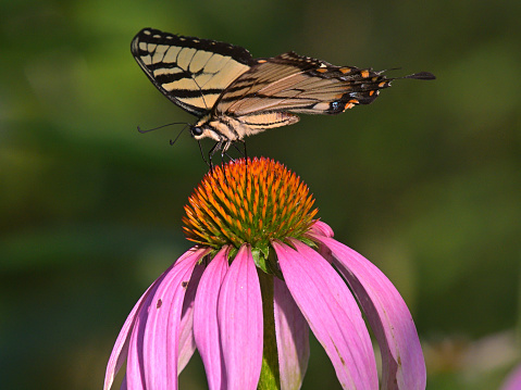 Side view of eastern tiger swallowtail butterfly, perfectly balanced as it feeds on a coneflower in midsummer. Facing camera left. Taken in a flowerbed in Connecticut's northwest hills.