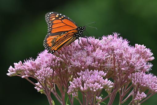 Monarch butterfly on Joe-Pye weed in midsummer, taken in a Connecticut meadow. The several species of this wildflower are, as a group, native to the U.S. and Canada. They are very attractive to butterflies, and despite \