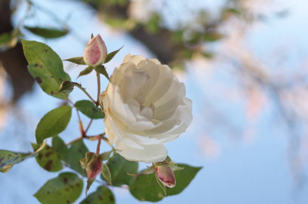 Pure white rose