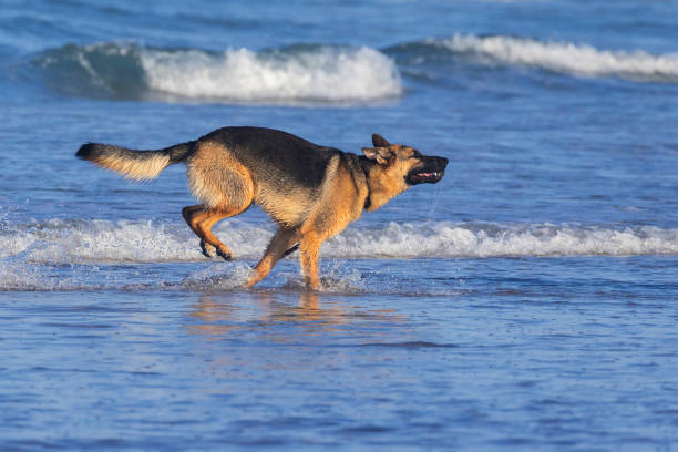German Shepherd playing in ocean stock photo
