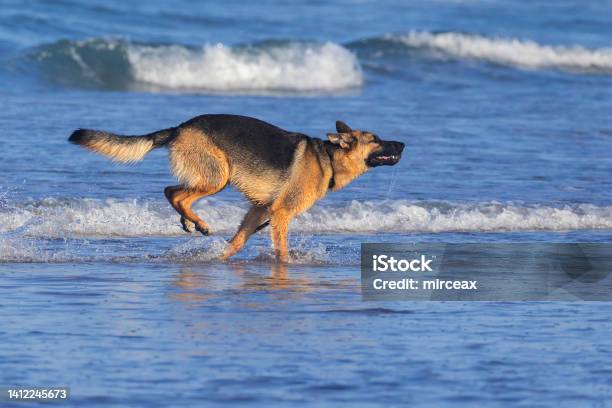 German Shepherd Playing In Ocean Stock Photo - Download Image Now - German Shepherd, Beach, Animal