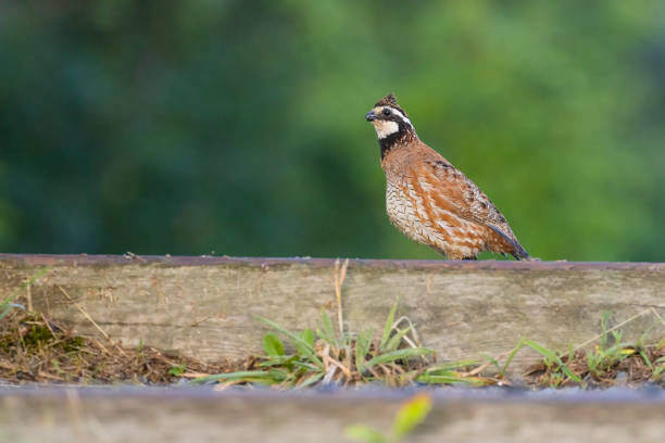 istock Male northern bobwhite 1412245811