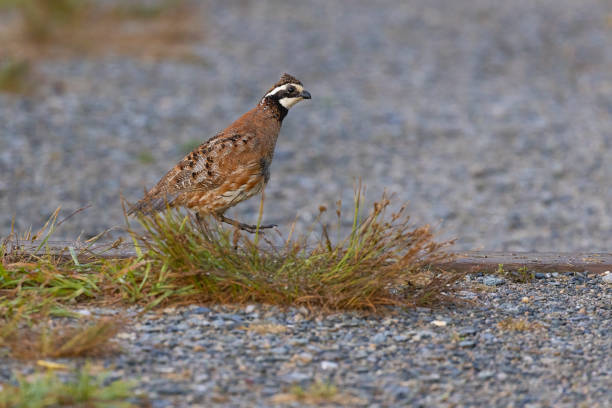 istock Male northern bobwhite 1412245842