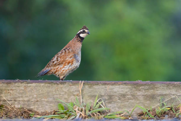 istock Male northern bobwhite 1412245848
