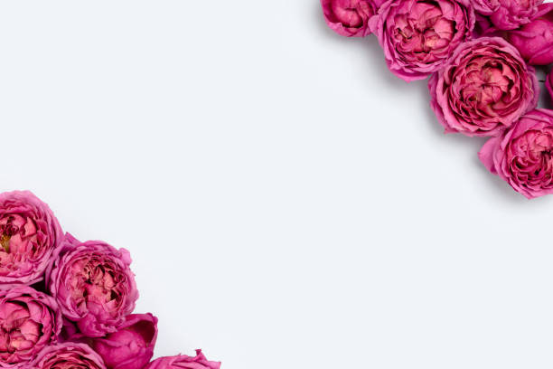 istock Frame made of rose flower texture on a blue pastel background with copyspace. 1412246017