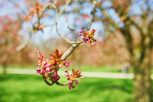 Beautiful pink cherry blossom tree starting to bloom on a spring day