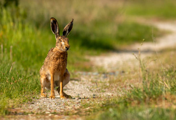 istock European Hare sitting on dirty road 1412246478