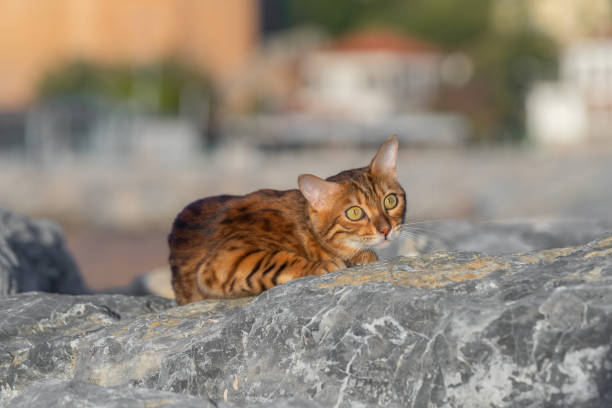 istock The Bengal cat tracks down its prey by hiding among the rocks. 1412248869