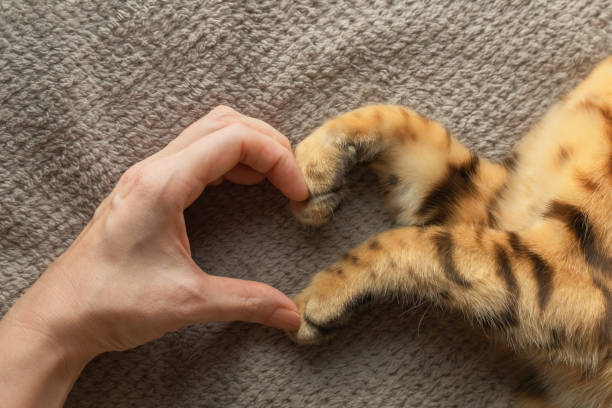 la main de la fille et les pattes du chat forment un symbole du cœur. - animal heart photos photos et images de collection