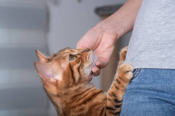 istock The cat, leaning its front paws on its mistress, looks at her lovingly. 1412249065