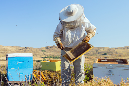 A Greek beekeeper is working with his hives to collect the honey. He is brushing bees off of the honeycomb. Image taken on Lemnos island. The bushes surrounding the boxes are Thyme.