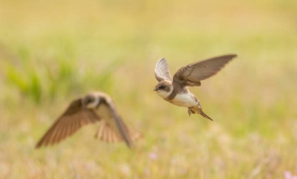 istock European Sand Martin (Riparia riparia) 1412249762