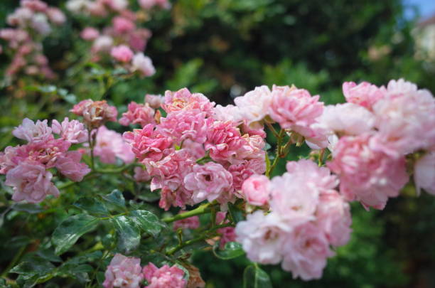 istock Roses in the garden 1412249975