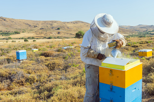 A Greek beekeeper is working with his hives to collect the honey. He is using a bee smoker. Image taken on Lemnos island. The bushes surrounding the boxes are Thyme.