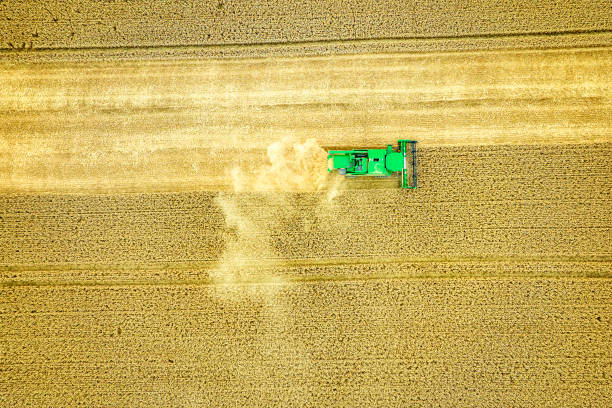 istock Harvesting a wheat field, dust clouds - aerial view 1412250297