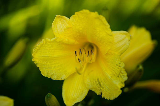 Yellow lily close-up on a green background with space for text.