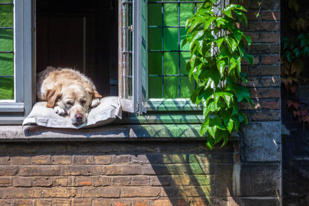 istock Dog resting at open window in Bruges at sunny day, Belgium 1412250871