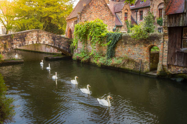 istock Swans line floating on Brugge canal waters with bridge, Belgium 1412251719