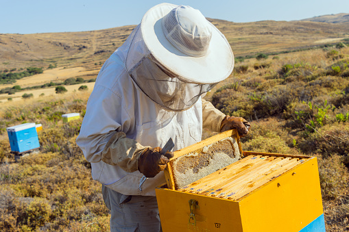 A Greek beekeeper is working with his hives to collect the honey. Image taken on Lemnos island. The bushes surrounding the boxes are Thyme.
