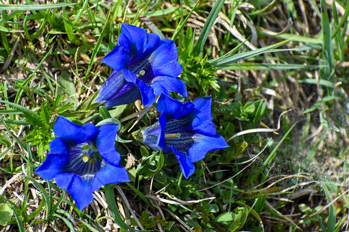 Blue Delphinium flower.
