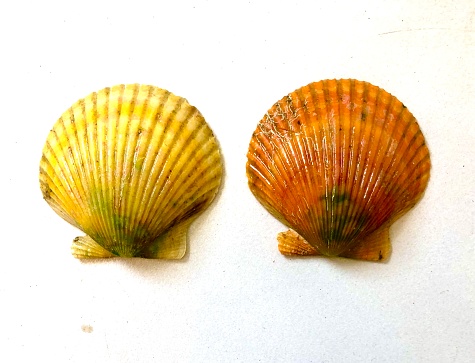 yellow and orange scallop shells on white background