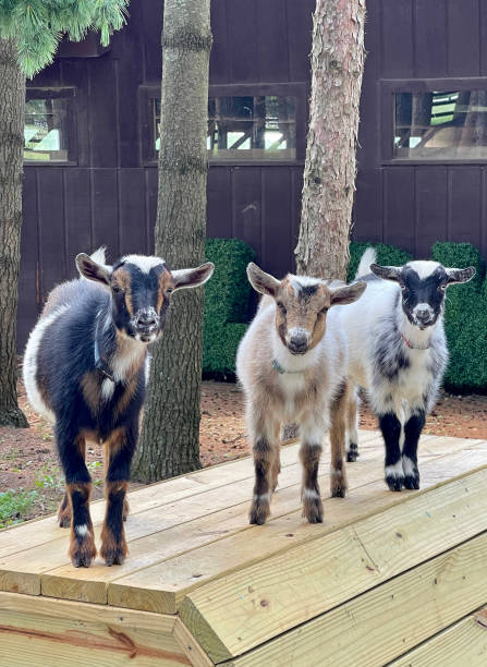 istock Funny Nigerian dwarf goats on climbing structure 1412255803