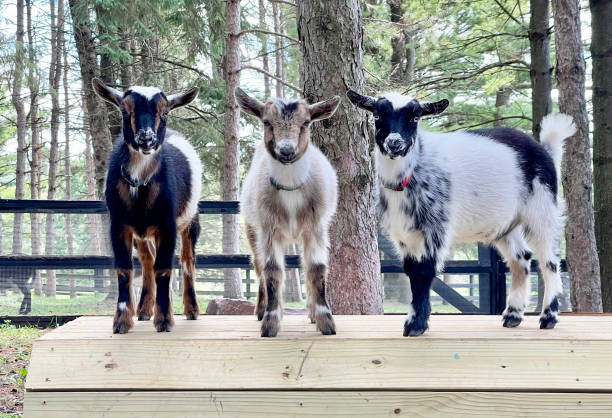 istock Funny Nigerian dwarf goats on climbing structure 1412255881