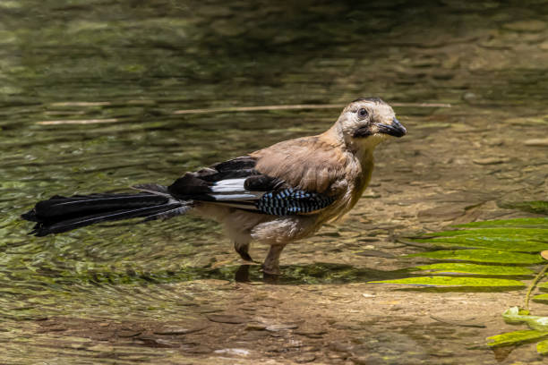 istock a bird standing on a body of water 1412257684