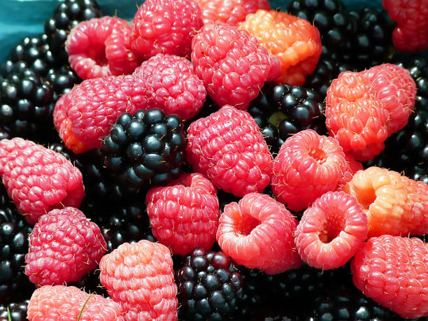 Close-up of fresh juicy blackberry among ripe raspberries with water droplets. Bright and appetizing berry composition in macro photography.