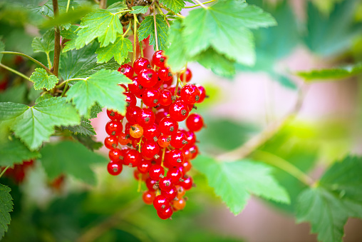 Berries black currant with green leaf. Fresh fruit, isolated on white background.