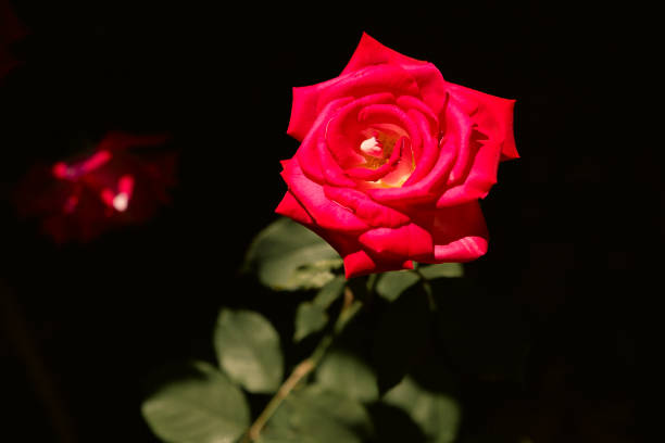 One of the first red roses to bloom in May, in a rich coral hue.