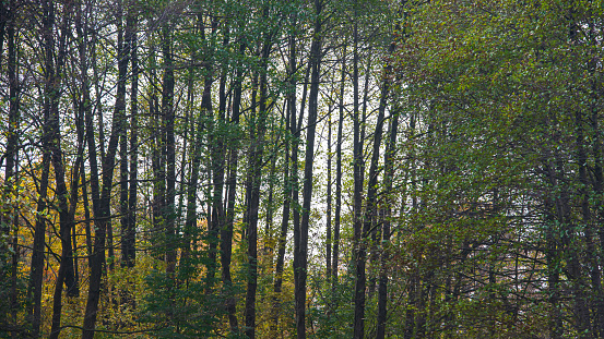 Deciduous forest trunks. Autumn. Web banner.