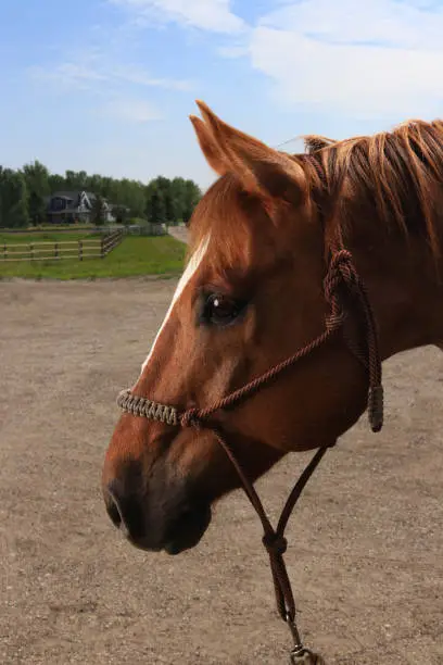 Outdoor, day time photo of a closeup side view of a chestnut colored horse with a white blaze wearing a rope halter.
