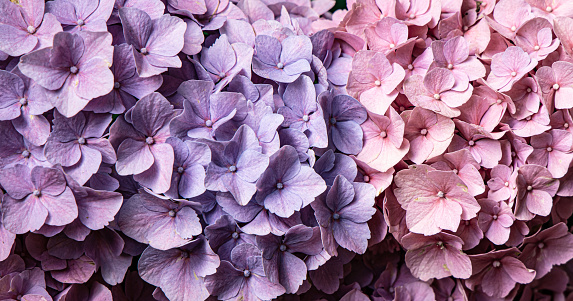 Hydrangea flowers garden. Pink, blue, lilac, violet, purple bushes blossom in spring and summer in town street garden at sunset.