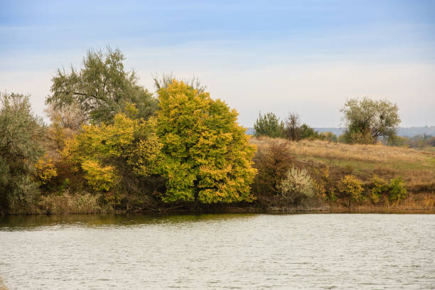Color image of a calm river bordered by dense autumn trees with golden foliage, reflected in the water under a partly cloudy blue sky. The peaceful landscape has no people, capturing the quiet beauty of a riverside scene in late fall.
