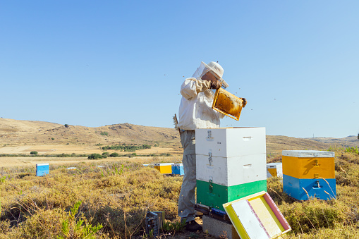 A Greek beekeeper is working with his hives to collect the honey. Image taken on Lemnos island. The bushes surrounding the boxes are Thyme.