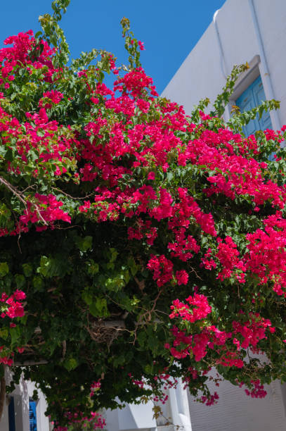 istock Bougainvillea tree in Greece 1412263883