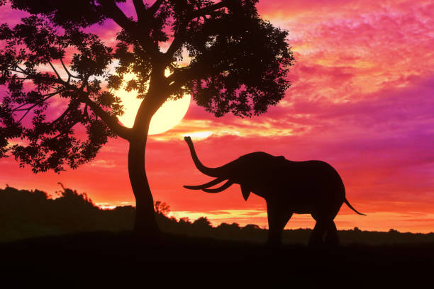 istock Silhouette elephant standing nearly big tree with beautiful sunset twilight sky background 1412265592
