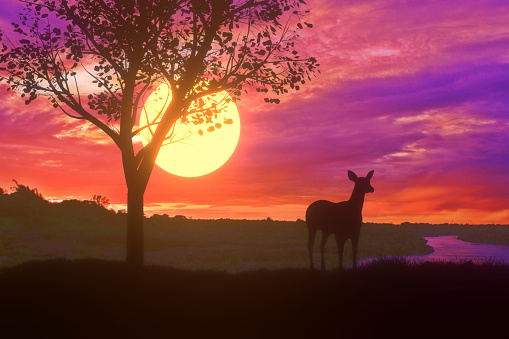 3D. Silhouette deer standing nearly big tree with beautiful sunset twilight sky background