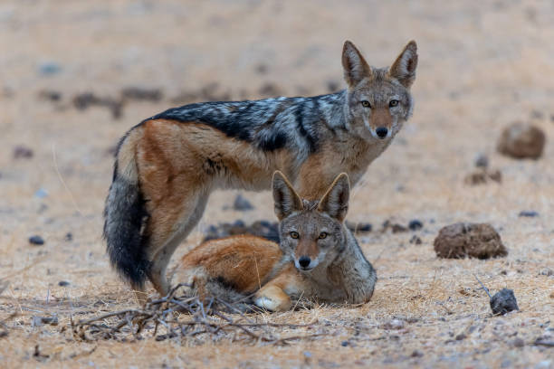 sciacallo dal dorso nero nella riserva di caccia di mashatu - mashatu game reserve foto e immagini stock