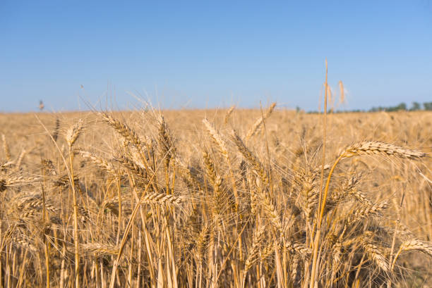 istock Ears of wheat on the field. Wheat field 1412266779